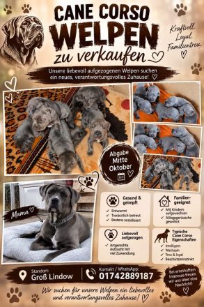 Cane Corso Welpen blueline