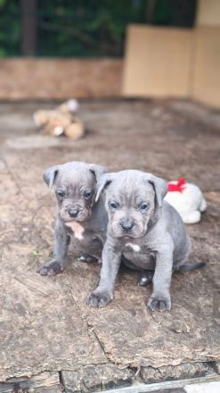 Cane Corso Welpen blueline