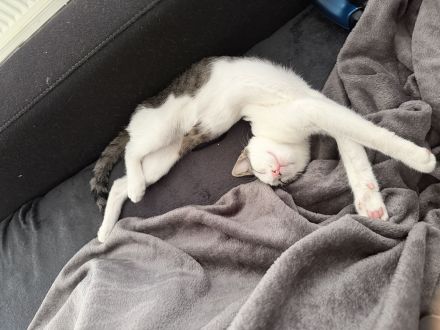 2 Kater abzugeben