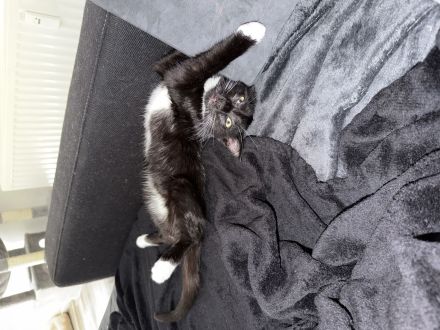 2 Kater abzugeben