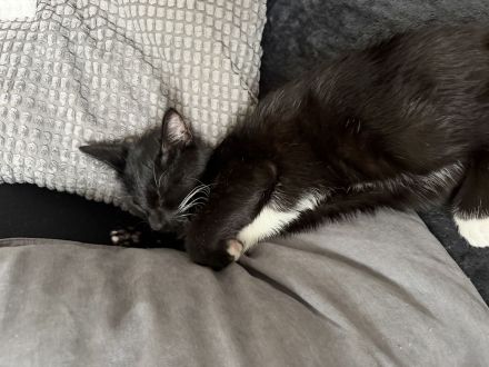 2 Kater abzugeben