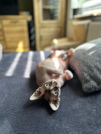 Canadian Sphynx Dame sucht liebesvolle Zuhause