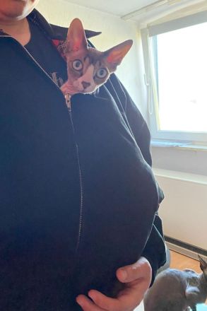 Canadian Sphynx Dame sucht liebesvolle Zuhause
