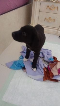 Labrador+Australien stepherd 14 welpen