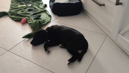 Labrador+Australien stepherd 14 welpen