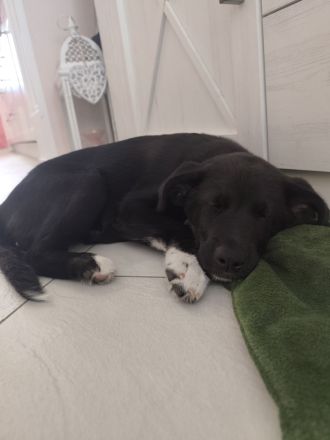 Labrador+Australien stepherd 14 welpen