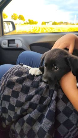 Labrador+Australien stepherd 14 welpen