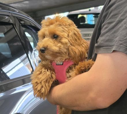 Maltipoo Mädchen sucht Traumzuhause Malteser Zwergpudel Traumhund