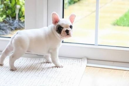 Französische Bulldoggen-Welpen