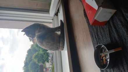 Kira und Homiee nur zusammen abzugeben