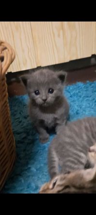 Bkh Kitten in Blau und Silver Tabby