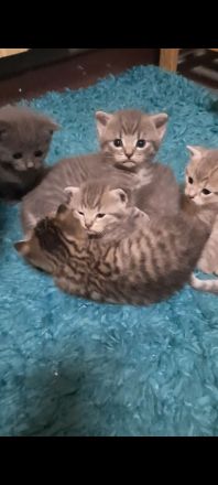 Bkh Kitten in Blau und Silver Tabby