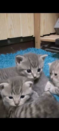 Bkh Kitten in Blau und Silver Tabby