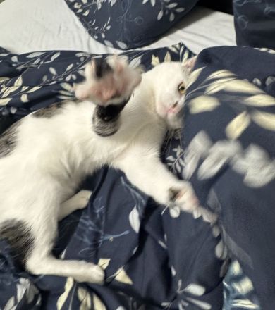 **Europäisch Kurzhaar Kater "Pamuk", geb. 09/2025, sucht neues Zuhause**