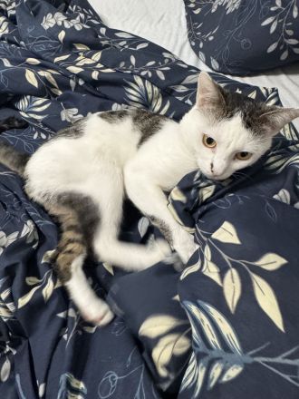 **Europäisch Kurzhaar Kater "Pamuk", geb. 09/2025, sucht neues Zuhause**