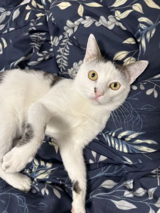 **Europäisch Kurzhaar Kater "Pamuk", geb. 09/2025, sucht neues Zuhause**