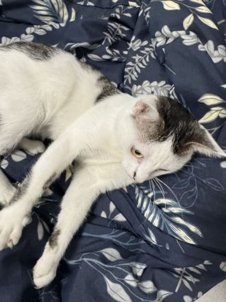 **Europäisch Kurzhaar Kater "Pamuk", geb. 09/2025, sucht neues Zuhause**