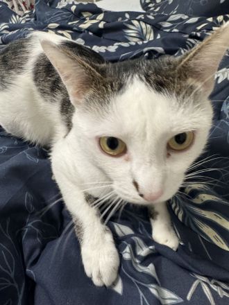 **Europäisch Kurzhaar Kater "Pamuk", geb. 09/2025, sucht neues Zuhause**