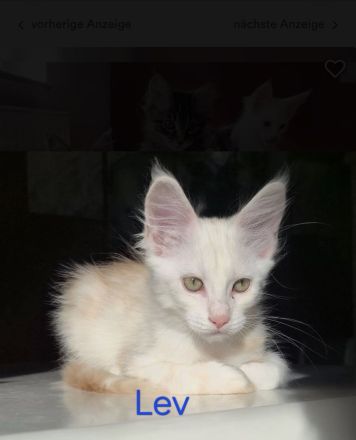 Noch 5 reinrassige Maine Coon Kitten mit Stammbaum vom Züchter!