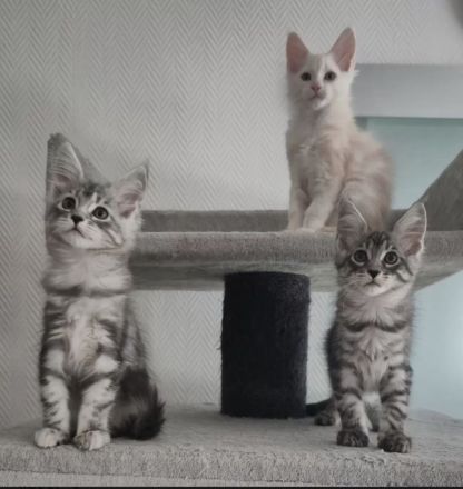 Noch 5 reinrassige Maine Coon Kitten mit Stammbaum vom Züchter!