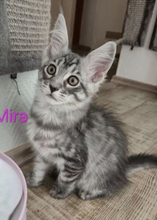 Noch 5 reinrassige Maine Coon Kitten mit Stammbaum vom Züchter!