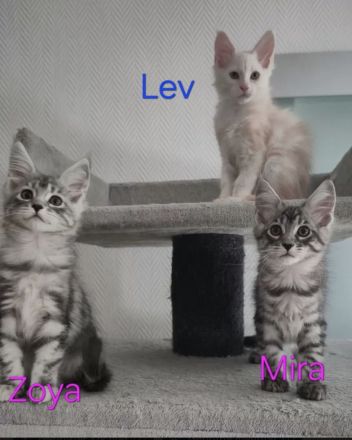 Noch 5 reinrassige Maine Coon Kitten mit Stammbaum vom Züchter!