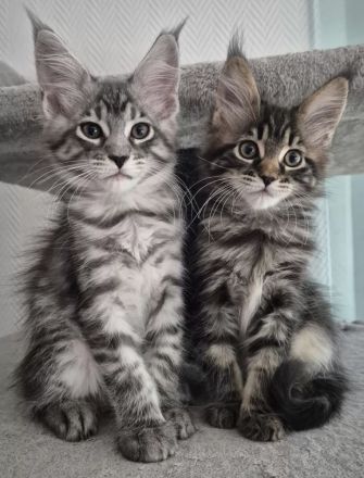Noch 5 reinrassige Maine Coon Kitten mit Stammbaum vom Züchter!