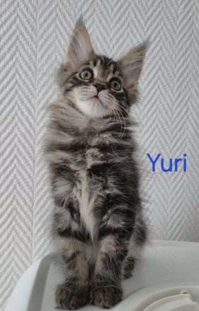 Noch 5 reinrassige Maine Coon Kitten mit Stammbaum vom Züchter!