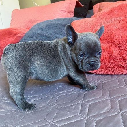 Französische Bulldoggen-Welpen