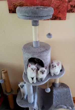 5 BKH-Colourpoint-Kitten: In wen hast du dich verliebt?