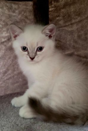 5 BKH-Colourpoint-Kitten: In wen hast du dich verliebt?