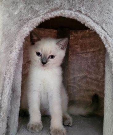 5 BKH-Colourpoint-Kitten: In wen hast du dich verliebt?