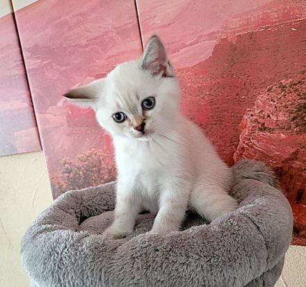 5 BKH-Colourpoint-Kitten: In wen hast du dich verliebt?