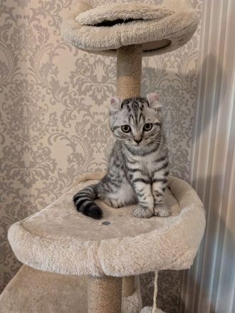 Süßer Katzenjunge Mix aus American Curl und BKH