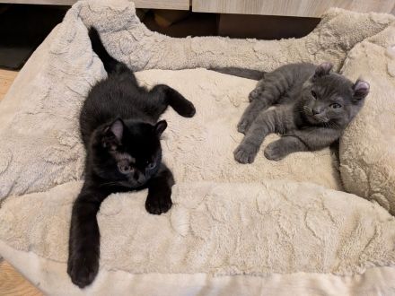 5 Zuckersüßen Kitten Mix Amerikan Curl und BKH