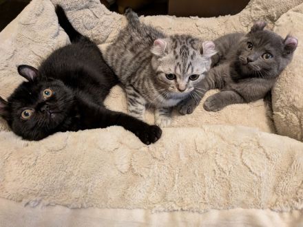 5 Zuckersüßen Kitten Mix Amerikan Curl und BKH
