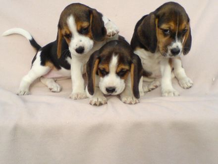 Beagle Welpen tricolor