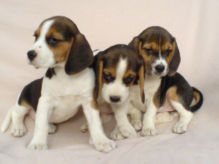 Beagle Welpen tricolor