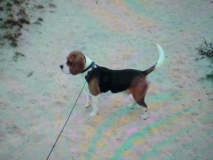Beagle Welpen tricolor