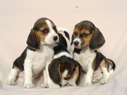 Beagle Welpen tricolor