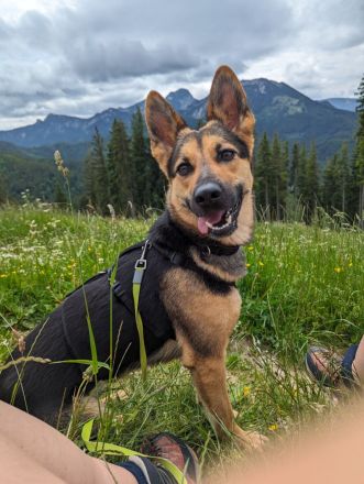 Schäferhundmischling Leica sucht Zuhause für's Leben