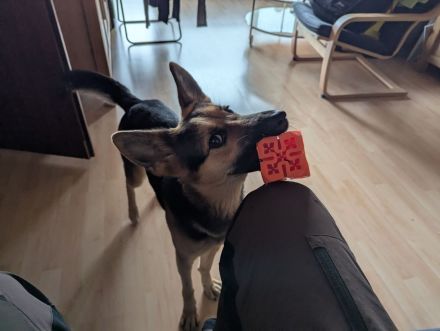 Schäferhundmischling Leica sucht Zuhause für's Leben