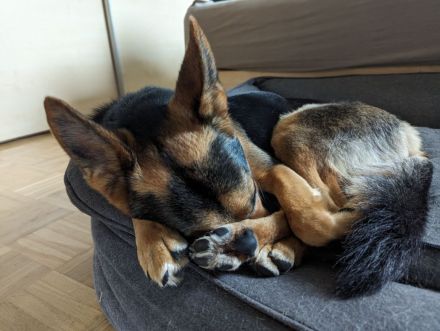 Schäferhundmischling Leica sucht Zuhause für's Leben