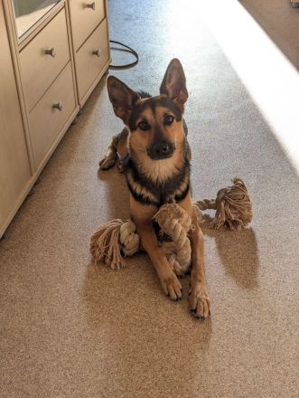 Schäferhundmischling Leica sucht Zuhause für's Leben