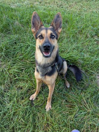 Schäferhundmischling Leica sucht Zuhause für's Leben