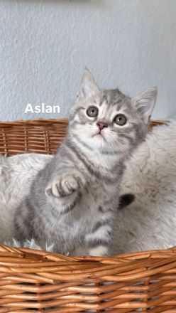 3 BKH Kitten suchen ein liebevolles Zuhause