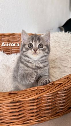 3 BKH Kitten suchen ein liebevolles Zuhause