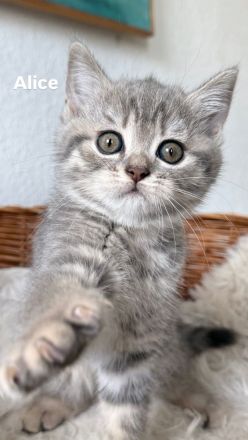 3 BKH Kitten suchen ein liebevolles Zuhause