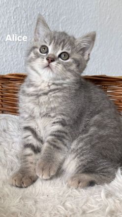 3 BKH Kitten suchen ein liebevolles Zuhause