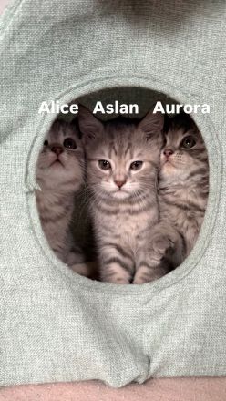 3 BKH Kitten suchen ein liebevolles Zuhause